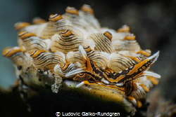 Cyerce Nigra nudibranch closeup by Ludovic Galko-Rundgren 